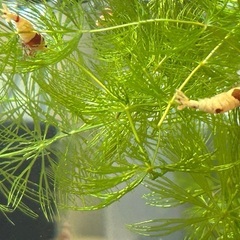 マツモ水草の画像