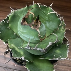 アガベ　チタノタ　白鯨の画像