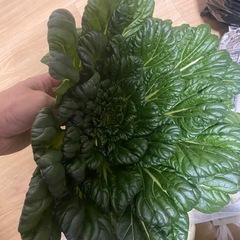 野菜です　交換希望　の画像