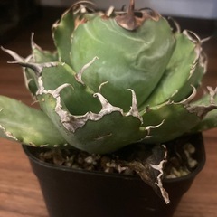 アガベ　チタノタ　白鯨の画像