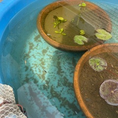 ミックスメダカ　No.36の画像