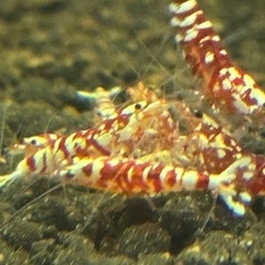 現金お支払い【価格改定】レッドファンシータイガーシュリンプの画像