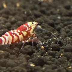 現金お支払い【価格改定】レッドファンシータイガーシュリンプの画像