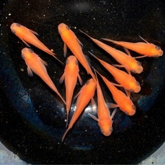 メダカ　楊貴妃出目パンダ　ショートタイプ　♂4  ♀6      11/22の画像