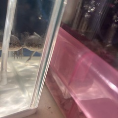 ウーパールーパー ブラック！の画像