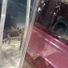 ウーパールーパー ブラック！の画像