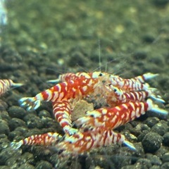 オンライン決済【価格改定】レッドファンシータイガーシュリンプの画像