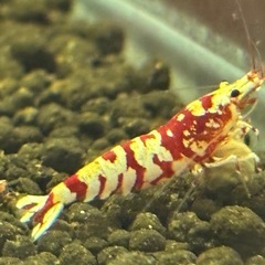 オンライン決済【価格改定】レッドファンシータイガーシュリンプの画像