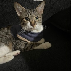 一歳くらいのメス猫ちゃん（キキちゃん