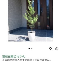 7号 樹高80cm オリーブの木の画像