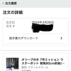 7号 樹高80cm オリーブの木の画像