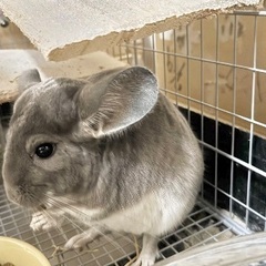 チンチラ バイオレット