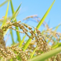 注文後精米　新鮮　山梨県産　令和7年　新米　ヒノヒカリ　白米　5-30kg 重量多くなるほど割引　農家直接お渡しの画像