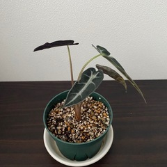 観葉植物　アロカシア　バンビーノの画像