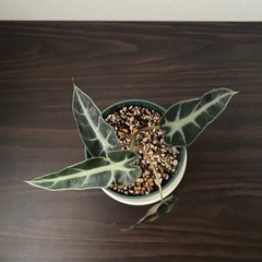 観葉植物　アロカシア　バンビーノの画像