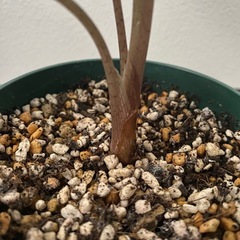 観葉植物　アロカシア　バンビーノの画像