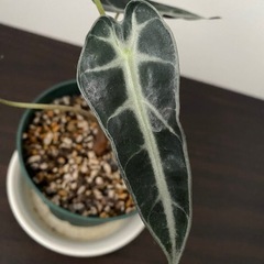 観葉植物　アロカシア　バンビーノの画像