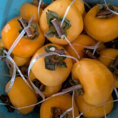 干し柿　10個の画像