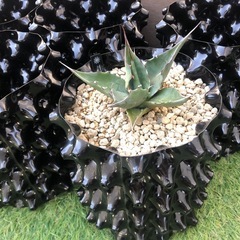 【新品】通気性抜群鉢×5鉢の画像