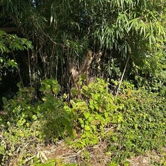 竹を下さい
の画像