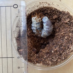 トカラノコギリ幼虫5頭①
の画像