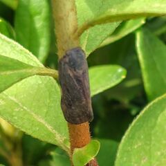 チュウゴクアミガサハゴロモの画像