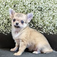 静岡県内限定で里親募集！生後３ヶ月のロングの女の子 訳ありです。片目に濁りがあります。 - 犬