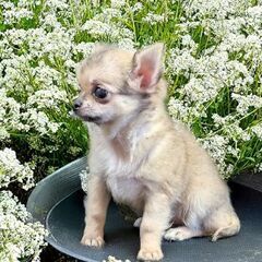 静岡県内限定で里親募集！生後３ヶ月のロングの女の子 訳ありです。片目に濁りがあります。 − 静岡県