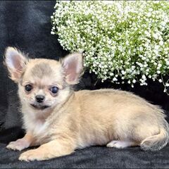 静岡県内限定で里親募集！生後３ヶ月のロングの女の子 訳ありです。片目に濁りがあります。 - 静岡市