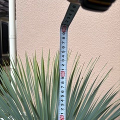 ユッカ　ロストラータ　アガベアメリカーナ子株おまけ付きの画像