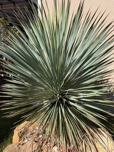 ユッカ　ロストラータ　アガベアメリカーナ子株おまけ付き