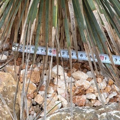 ユッカ　ロストラータ　アガベアメリカーナ子株おまけ付きの画像