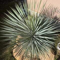 ユッカ　ロストラータ　アガベアメリカーナ子株おまけ付きの画像