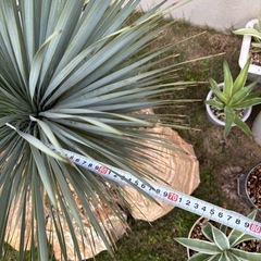 ユッカ　ロストラータ　アガベアメリカーナ子株おまけ付きの画像