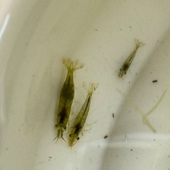 11/24 ミナミヌマエビ　室内　20匹　　中央区晴海トリトン付近の画像