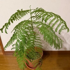 ジャカランダの画像