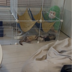 ペットケージ ホワイト 全26枚 0円の画像