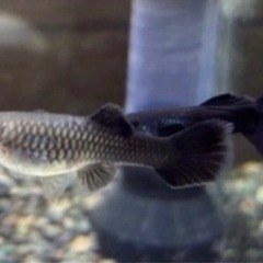 フルブラックグッピー✖️コブラぐっびーグッピーの画像