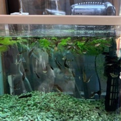 フルブラックグッピー✖️コブラぐっびーグッピーの画像