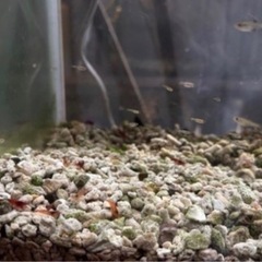 フルブラックグッピー✖️コブラぐっびーグッピーの画像