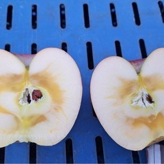 サンフジ　一箱の画像