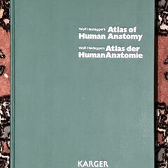 人体解剖学の画像