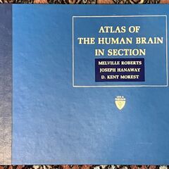 人体解剖学の画像