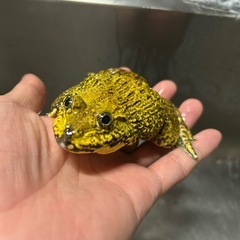 ババトラフガエル　色彩変異個体の画像
