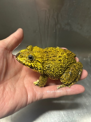 ババトラフガエル　色彩変異個体