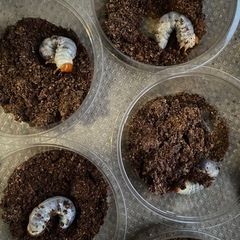 ギラファノコギリ(ケイスケ)幼虫4頭③の画像