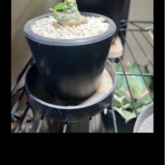 観葉植物 塊根植物 まとめ売りの画像