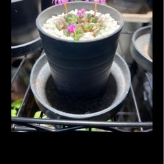 観葉植物 塊根植物 まとめ売りの画像