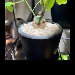 観葉植物 塊根植物 まとめ売りの画像