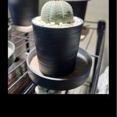 観葉植物 塊根植物 まとめ売りの画像